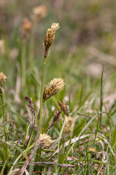 0123-Voorjaarszegge-Carex-caryophyllea-glades-and-stony-pastures