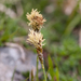 0124-Voorjaarszegge-Carex-caryophyllea-glades-and-stony-pastures