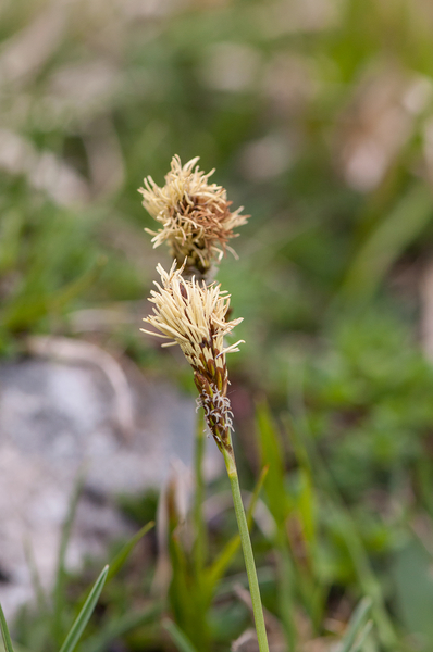 0124-Voorjaarszegge-Carex-caryophyllea-glades-and-stony-pastures