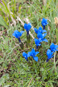 0125-gentiana