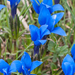 0126-gentiana