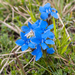0128-gentiana
