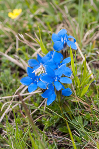 0128-gentiana