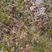0132-Trinia-dalechampii-