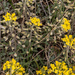 0145-alyssum-montonum-of-alyssum-diffusum-stony-pastures