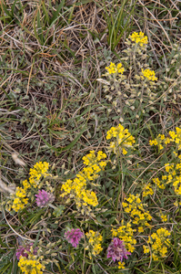 0146-alyssum-montonum-of-alyssum-diffusum-stony-pastures