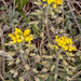 0147-alyssum-montonum-of-alyssum-diffusum-stony-pastures