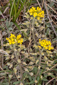 0147-alyssum-montonum-of-alyssum-diffusum-stony-pastures