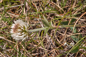 0152-Bergklaver-Trifolium-montanum-stony-pastures