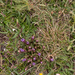 0166 Gentianella-columnae