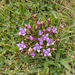 0168-Gentianella-columnae