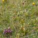 0170-overzicht-veg-gelobde-maanvaren-en-Gentianella-columnae