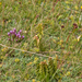 0171-overzicht-veg-gelobde-maanvaren-en-Gentianella-columnae