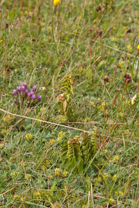 0171-overzicht-veg-gelobde-maanvaren-en-Gentianella-columnae