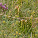 0172-overzicht-veg-gelobde-maanvaren-en-Gentianella-columnae
