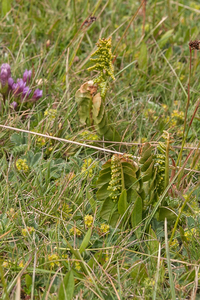 0172-overzicht-veg-gelobde-maanvaren-en-Gentianella-columnae