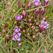 0174-Gentianella-columnae