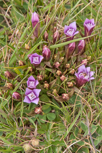 0174-Gentianella-columnae