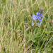 0175-veronica-spec