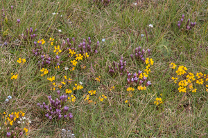 0177-Gentianella-columnae