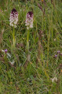 0178-overzicht-veg-met-aangebrande-orchis-en-gentianella-columnae