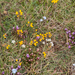 0178-overzicht-veg-met-gentianella-columnae