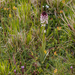 0179-overzicht-veg-met-aangebrande-orchis-maanvaren-gentianella