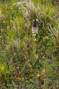 0179-overzicht-veg-met-aangebrande-orchis-maanvaren-gentianella