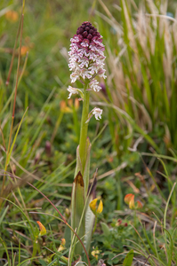 0180-aangebrande-orchis