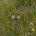 0181-overzicht-veg-met-aangebrande-orchis