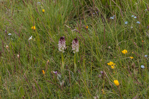 0181-overzicht-veg-met-aangebrande-orchis