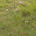 0182-overzicht-veg-met-aangebrande-orchis