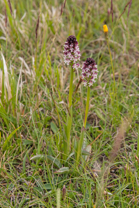 0183-overzicht-veg-met-aangebrande-orchis