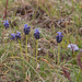 0184-muscari