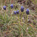0185-muscari
