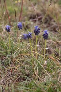 0185-muscari