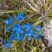 0186-overzicht-veg-met-gentiana