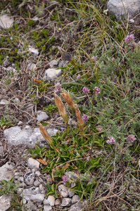 0187-overzicht-veg-met-uitgebloed-Gentiana-dinarica