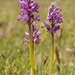 0190-orchis-militaris-glades