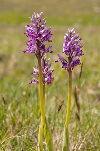 0190-orchis-militaris-glades