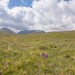 0192-orchis-militaris-glades