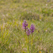 0191-orchis-militaris-glades