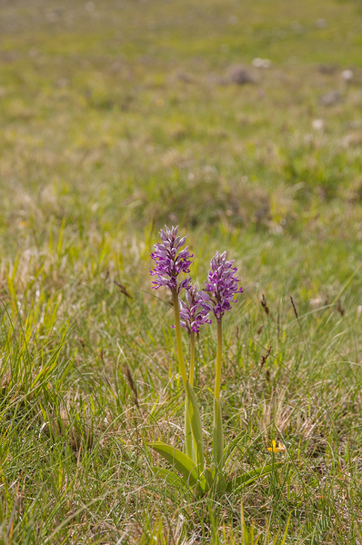 0191-orchis-militaris-glades