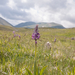 0193-orchis-militaris-glades
