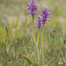 0194-orchis-militaris-glades