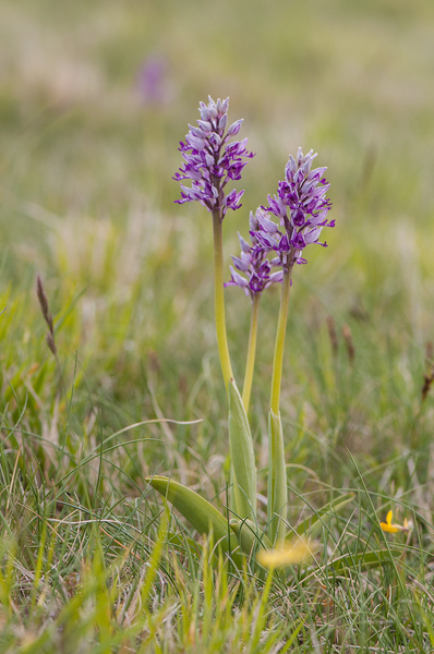 0194-orchis-militaris-glades