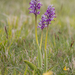 0195-orchis-militaris-glades
