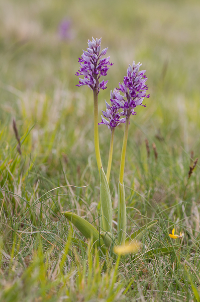 0195-orchis-militaris-glades