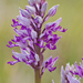 0196-orchis-militaris-glades