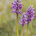 0197-orchis-militaris-glades